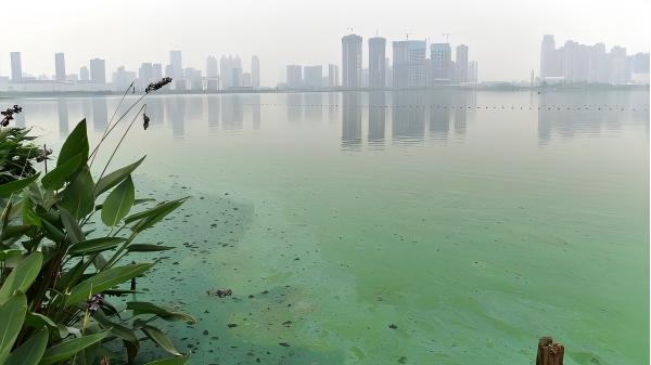 熱點(diǎn)追蹤丨長(zhǎng)江流域藍(lán)藻水華暴發(fā)：從富營(yíng)養(yǎng)化到快速檢測(cè)的全面透視